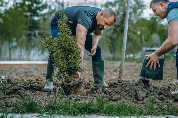  Lmyra, PA Tree Service Pros